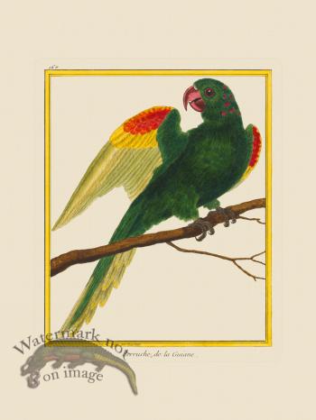 Martinet Bird 167